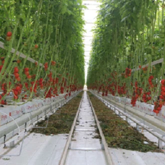 Sere hidroponice de tomate