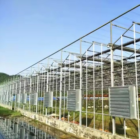 Venlo Type Greenhouse